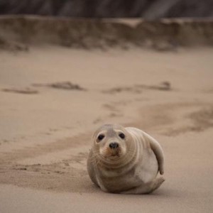 Blasket Island Ferries leaves from the famous Dunqin Pier.